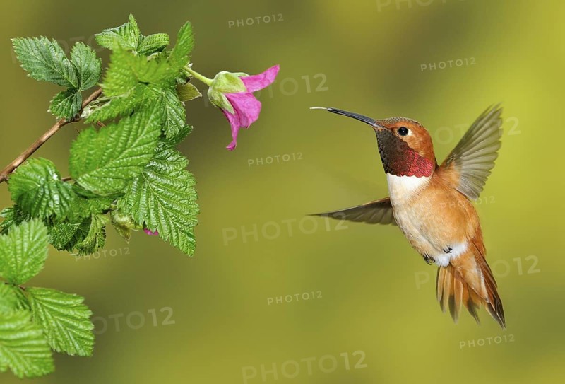 Rufous Hummingbird Male (Selasphorus rufus) - (Selasphorus rufus) - Victoria BC, Canada