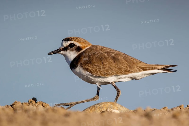 Kentish Plover (Charadrius alexandrinus) male, Lesvos, Greece
