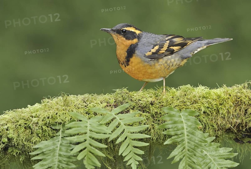Varied Thrush (Ixoreus naevius), British Columbia, Canada