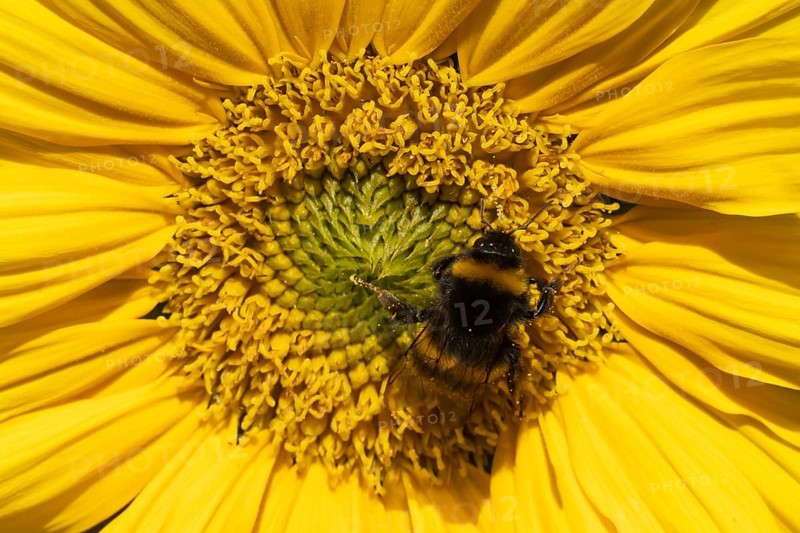 Buff tailed bumblebee (Bombus terrestris) adult bee insect feeding on a garden Sunflower flower in summer, Suffolk, England, United Kingdom