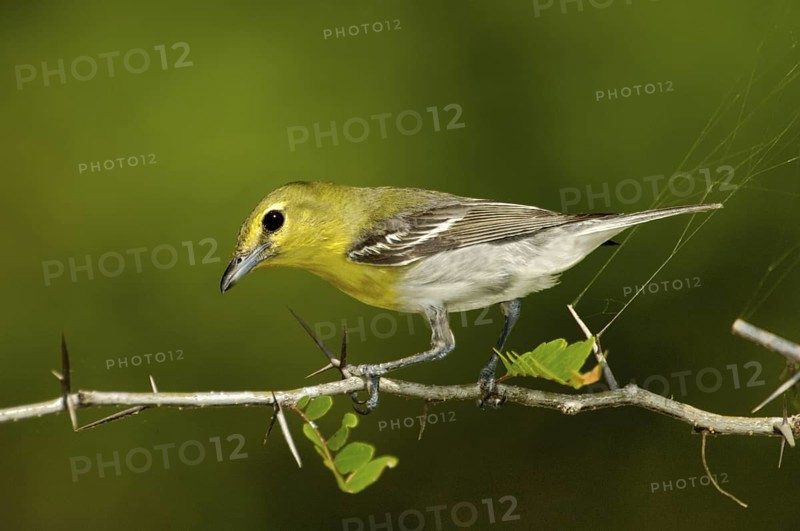 Yellow-throated Vireo (Vireo flavifrons), Texas, USA