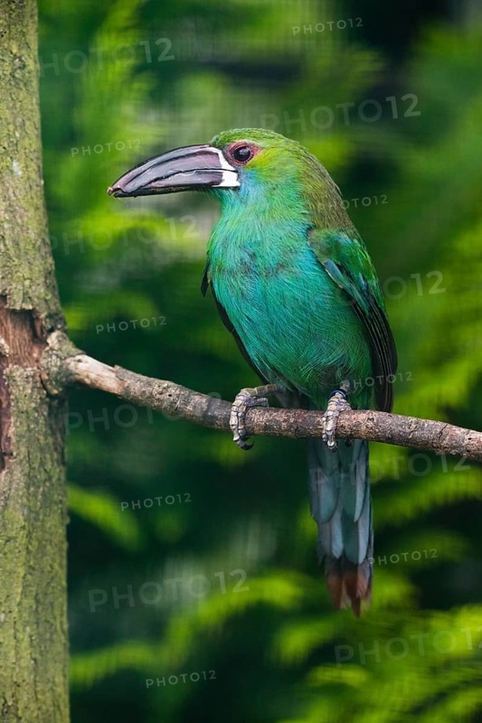 Crimson-rumped Toucanet (Aulacorhynchus haematopygus), adult male bird, perched on a branch, captive, Germany