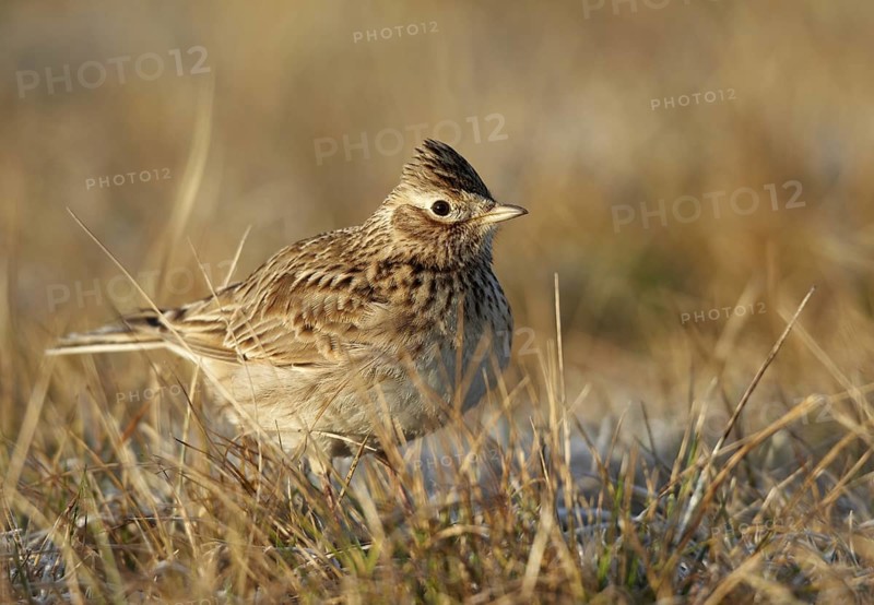 Eurasian Skylark (Alauda arvensis), Mecklenburg-Western Pomerania, Germany