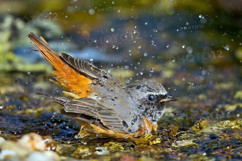 Common Redstart (Phoenicurus phoenicurus) male bathing at little stream, Mecklenburg-Western-Pomerania, Germany