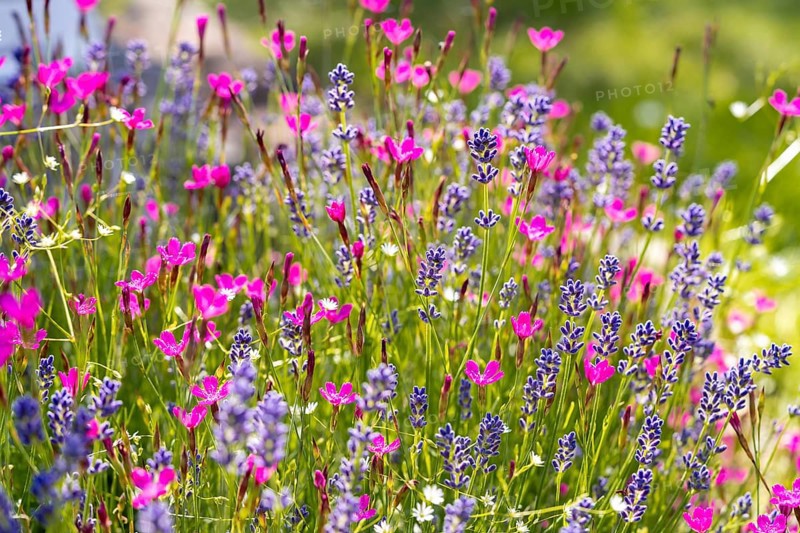 A lively field of purple lavender and vivid pink wildflowers in full bloom, creating a colorful and fragrant scene. Sunlit petals dance gently in a serene springtime breeze