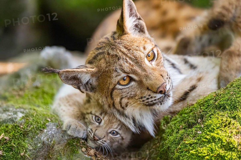 Eurasian lynx (Lynx lynx) mother with her youngsters (cubs) lying on a rock in a forest, Bavaria, Germany