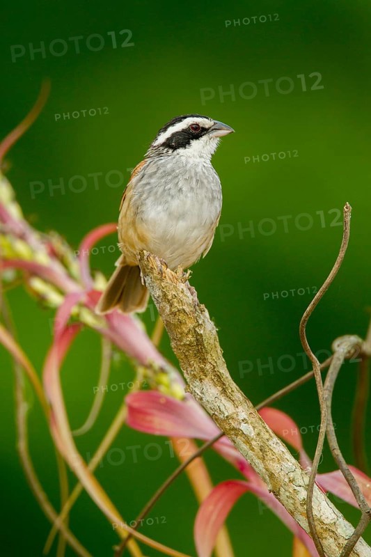 Stripe-headed Sparrow Aimophila ruficauda acuminata El Tuito, Jalisco, Mexico 12 June Adult Emberizidae