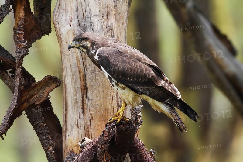 Augur Buzzard (Buteo augur), Lake Nakuru, Kenya