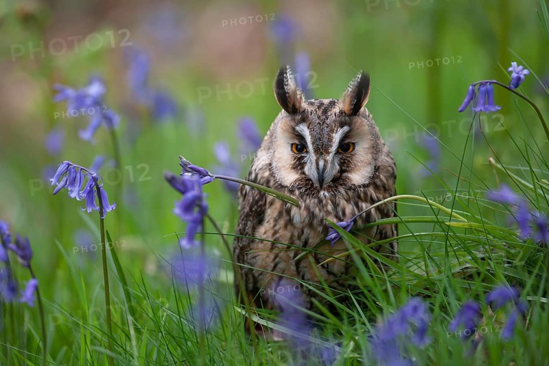Long eared owl (Asio otus) adult bird sat amongst Bluebell flowers in a spring woodland, England, United Kingdom