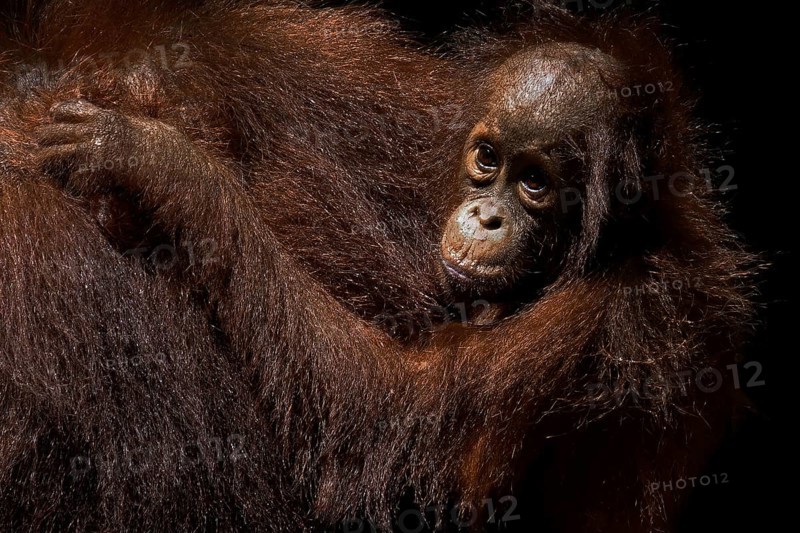 Borneo, Indonesia, Orang Utan, (Pongo pygmaeus), Animals, Mammals, Female with young, Borneo, Indonesia