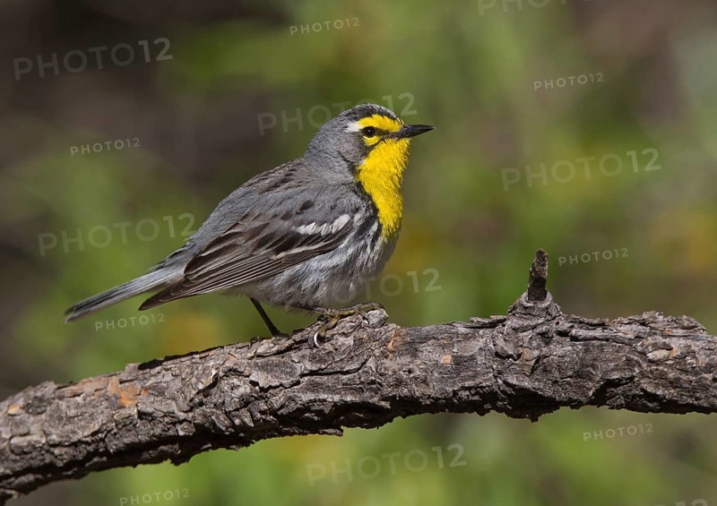 Grace's Warbler (Setophaga graciae) male, Arizona, USA