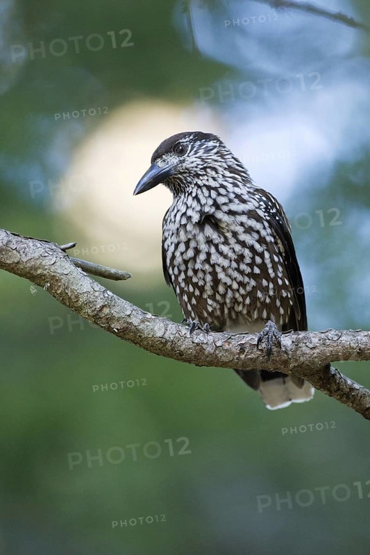 Spotted Nutcracker (Nucifraga caryocatactes), Switzerland