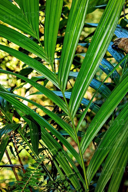 Close-up of lush green leaves in the sunlight with a tropical feel, Kentia palm (Howea forsteriana) in the jungle of Ratnapura in Sri Lanka
