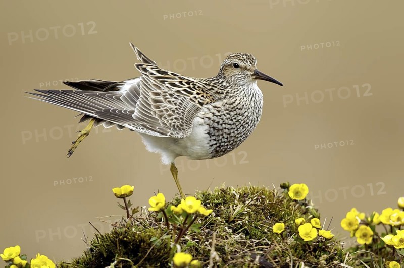 Pectoral Sandpiper (Calidris melanotos), Alaska, USA