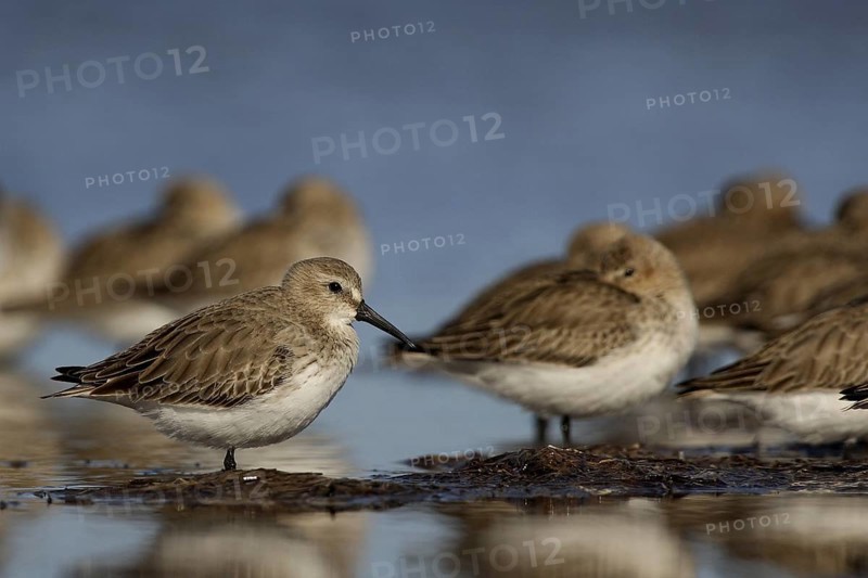 Red Knot (Calidris canutus) resting flock, Banc d'Arguin National Park, Mauritania