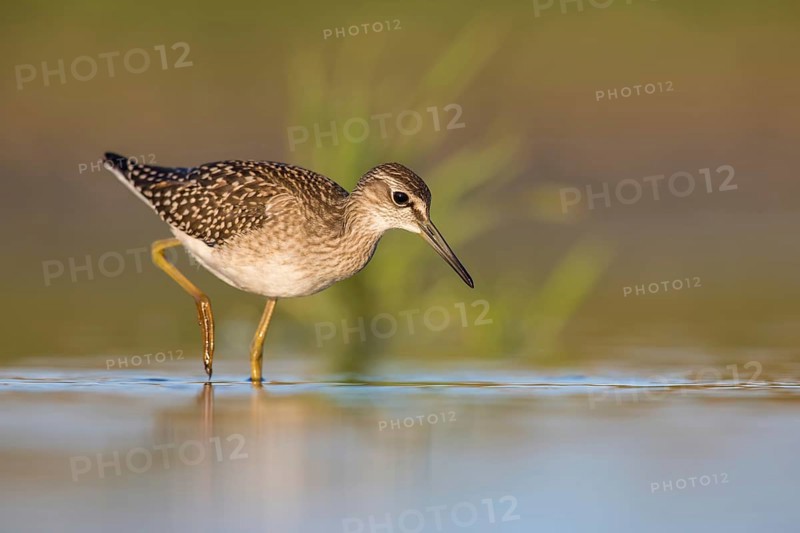 Wood Sandpiper (Tringa glareola) foraging, Poland
