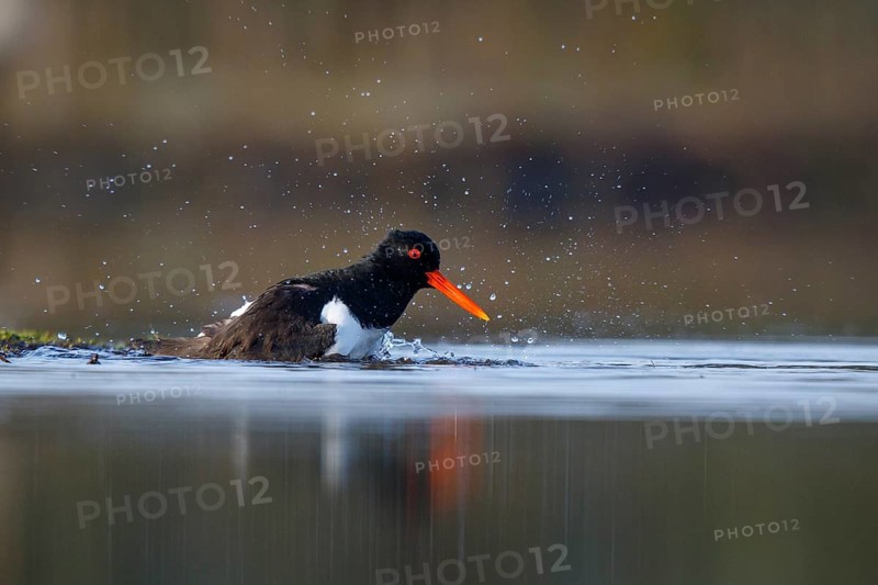 Eurasian Oystercatcher (Haematopus ostralegus) bathing, North Rhine-Westphalia, Germany