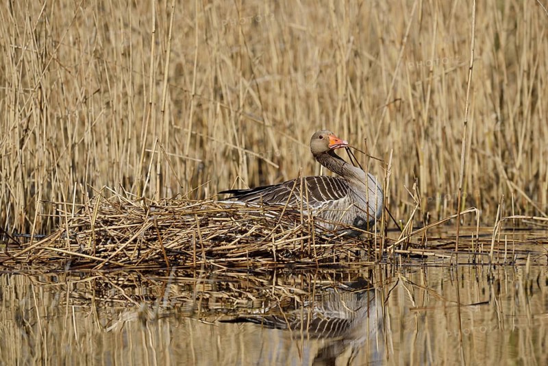Greylag goose (Anser anser) building a nest in the reeds, North Rhine-Westphalia, Germany