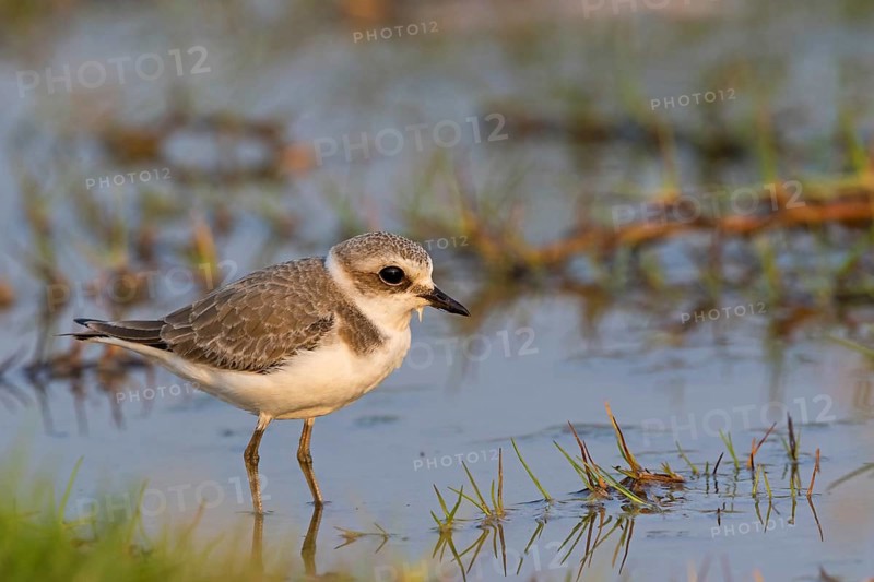 Animals, birds, plover, Kentish plover, (Charadrius alexandrinus), biotope, habitat, foraging, Khawr Rawri, Salalah, Sohar, Oman