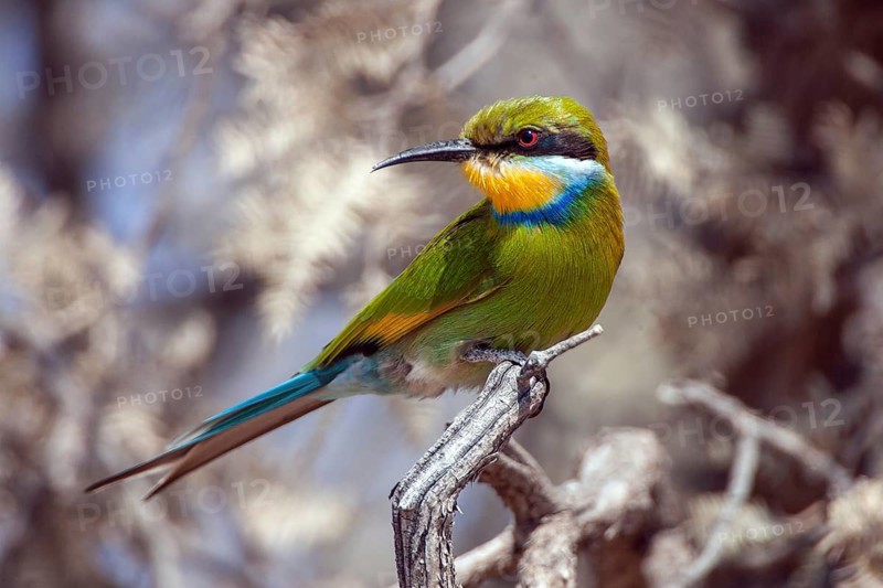 African bee-eater (Merops apiaster), South Africa