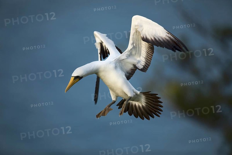 Masked Booby (Sula dactylatra tasmani) approaching, Norfolk Island
