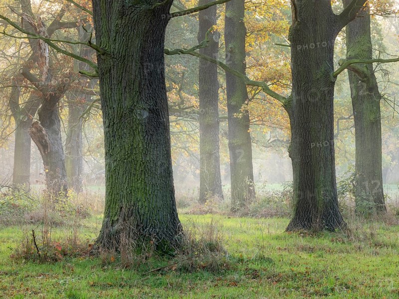 Open oak forest in autumn, sun shining through morning fog, Dessau-Wörlitzer Gartenreich, Dessau-Roßlau, Saxony-Anhalt, Germany