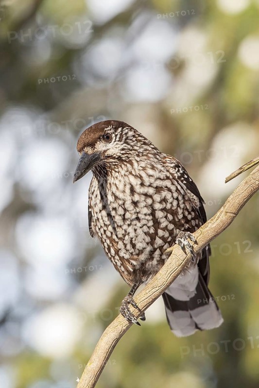 Spotted Nutcracker (Nucifraga caryocatactes), St. Gallen, Switzerland