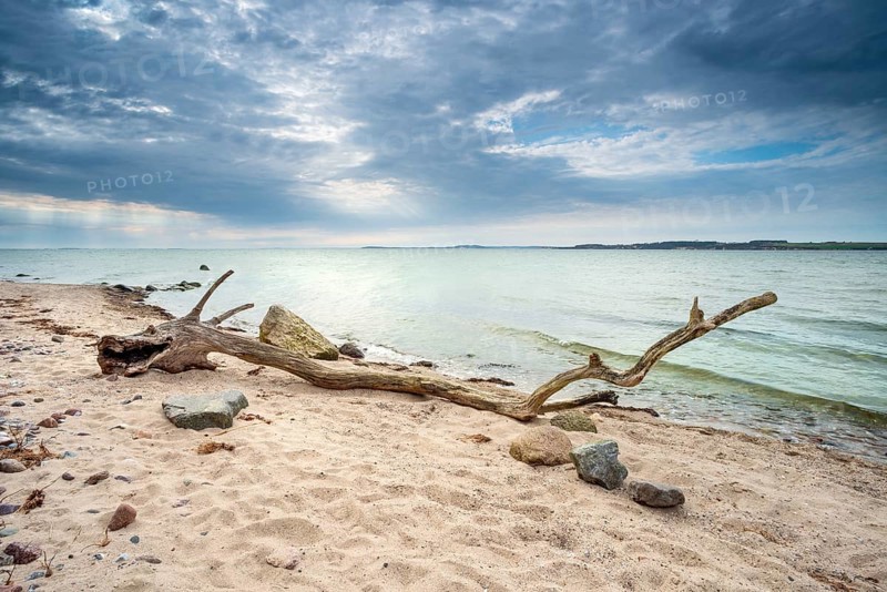 Sea monster, bizarre tree trunk shaped like a stranded dragon, driftwood on the beach of the Baltic Sea, Mönchgut peninsula, Southeast Rügen biosphere reserve, Rügen island, Mecklenburg-Western Pomerania, Germany
