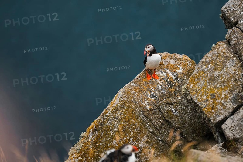 Puffins, Fratercula arctica, rest on mossy cliff edges by the sea, captured during a Norway road trip A perfect scene depicting the adventure of trekking and camping in the great outdoors