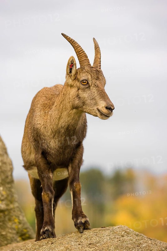 Portrait of a female ibex (Capra ibex) standing on a rock
