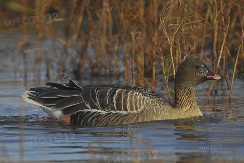 Pink-footed Goose (Anser brachyrhynchus), Schleswig-Holstein, Germany