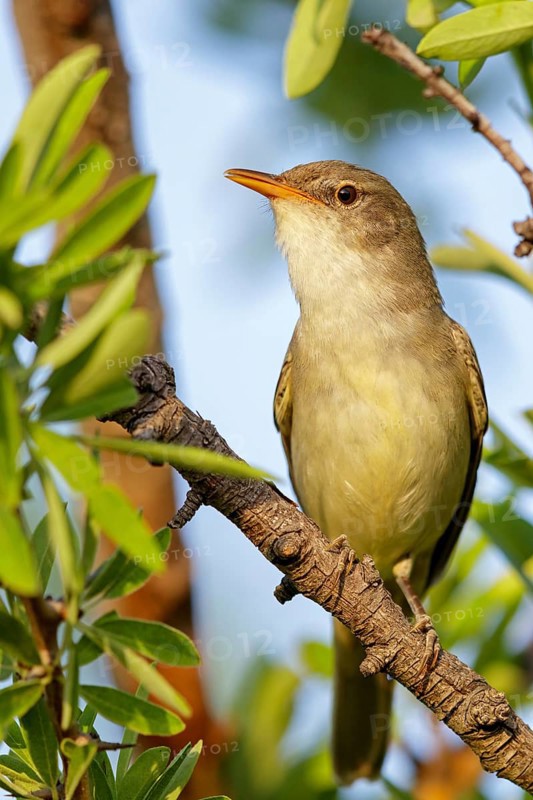 Olive warbler, (Hippolais olivetorum), animal, animals, bird, birds, biotope, habitat, perch, branch, twig, foraging, songbird, reed warbler family Lesvos, Greece