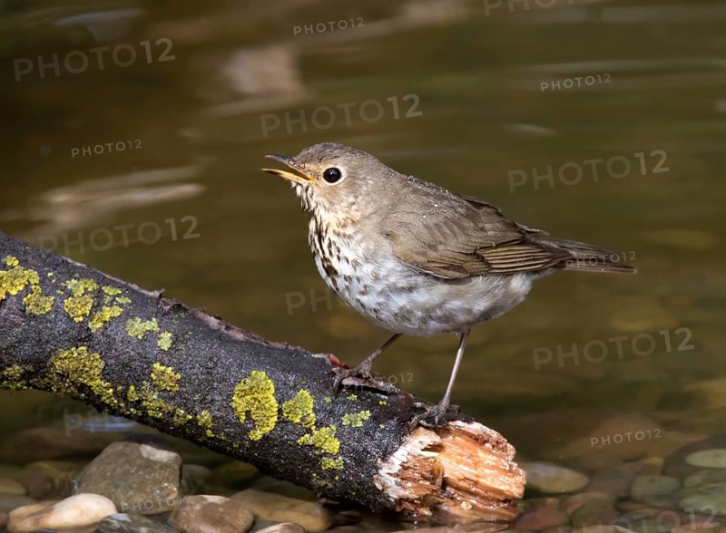 A Swainson's Thrush, Catharus ustulatus, perched in a backyard pond in Saskatoon, Saskatchewan, Canada