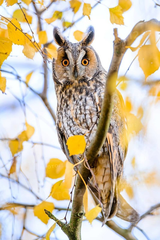 Long-eared Owl (Asio otus) perched in a birch tree, Rhineland-Palatinate, Germany