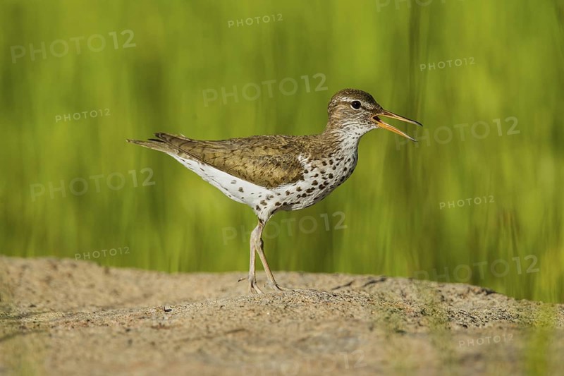 Spotted Sandpiper Actitis macularius east of Beaver, Utah, United States 4 July Adult in breeding plumage. Scolopacidae
