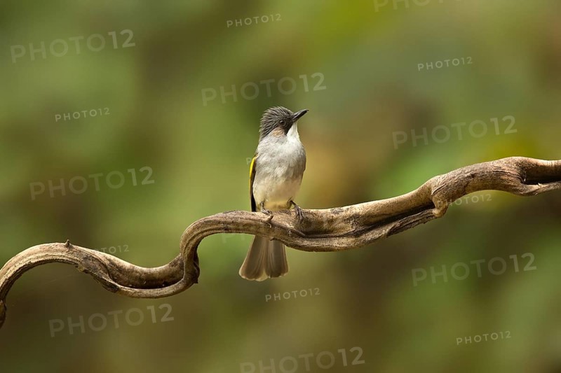 Ashy Bulbul (Hemixos flavala) perched on a branch, Yunnan, China