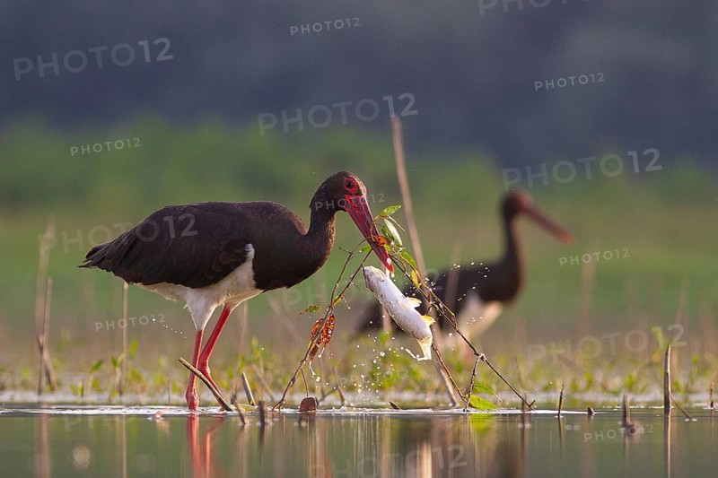 Black Stork (Ciconia nigra) with fish prey in beak, Tiszaalpár, Hungary