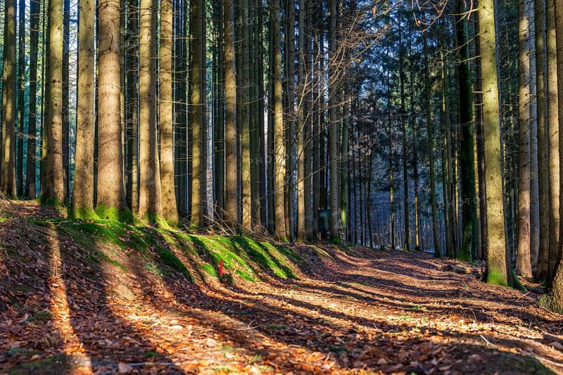 Moss-covered forest in winter mood in the Schurwald, Baden-Württemberg, Germany. Peaceful natural scenery with soft winter light, mossy tree trunks, and a quiet woodland atmosphere – ideal for themes of nature, tranquility, and seasonal change