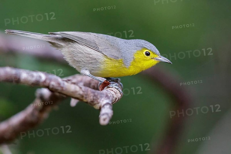 Oriente Warbler (Teretistris fornsi) perched on a branch in Cuba