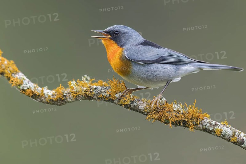 Flame-throated Warbler (Parula gutturalis) perched on a branch in Panama