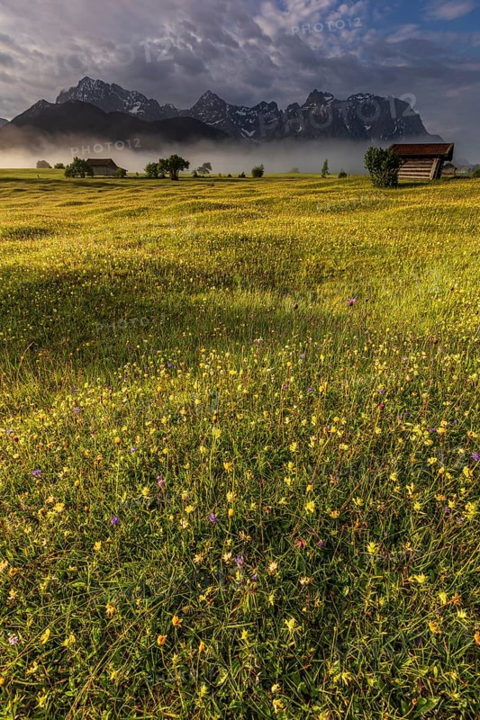 Flower meadow in the morning light in front of steep mountains, cloudy mood, mountain flowers, summer, Werdenfelser Land, Karwendel Mountains, Bavaria, Germany