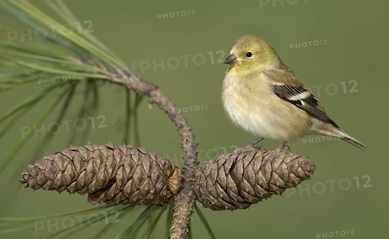 American Goldfinch (Spinus tristis) female perched on a cone, Texas, USA