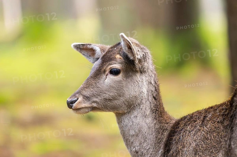 European fallow deer (Dama dama) doe, portrait, in a forest in autumn, Bavaria, Germany