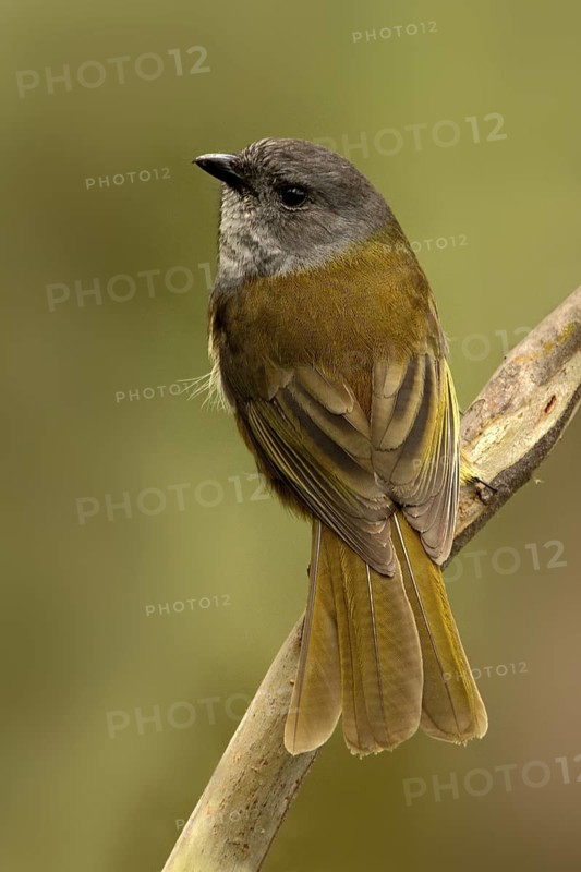 Olive Whistler (Pachycephala olivacea), Tasmania, Australia