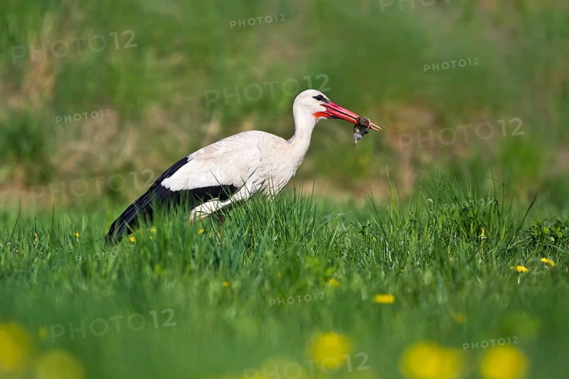 White Stork (Ciconia ciconia) eating a mouse, Bavaria, Germany