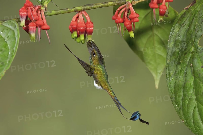 Booted Racket-tail hummingbird (Ocreatus underwoodii) flying while feeding at a flower in Ecuador, South America