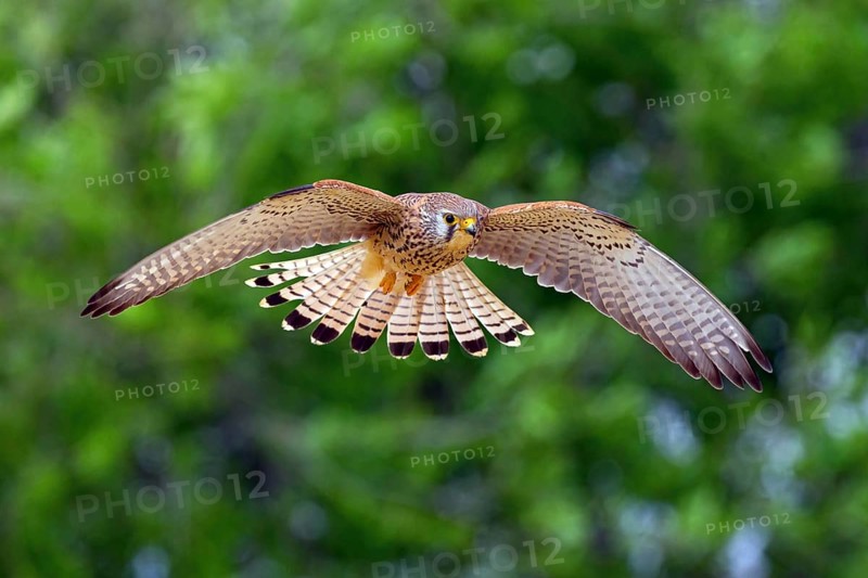 Kestrel, (Falco tinnunculus), falcon family, falcons, flight photo, frontal, Hides de El Taray Lesser Kestr, Villafranca de los Caballeros, Castilla La Mancha Toledo, Spain