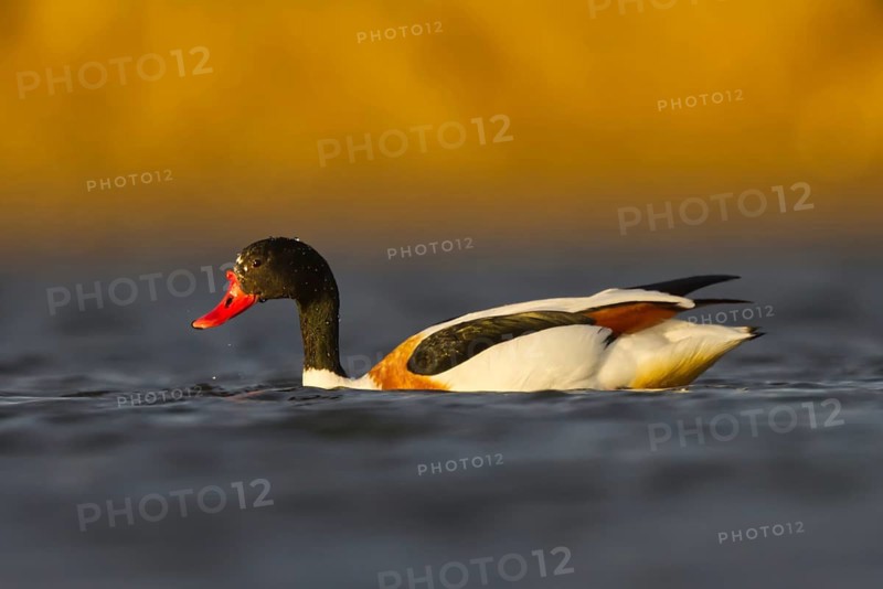 Common Shelduck (Tadorna tadorna) female, North Rhine-Westphalia, Germany