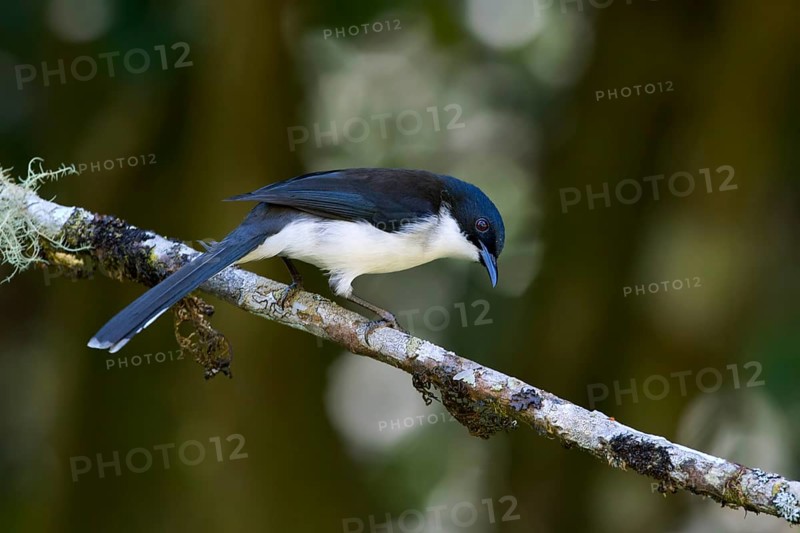 Dark-backed Sibia (Heterophasia melanoleuca), Thailand