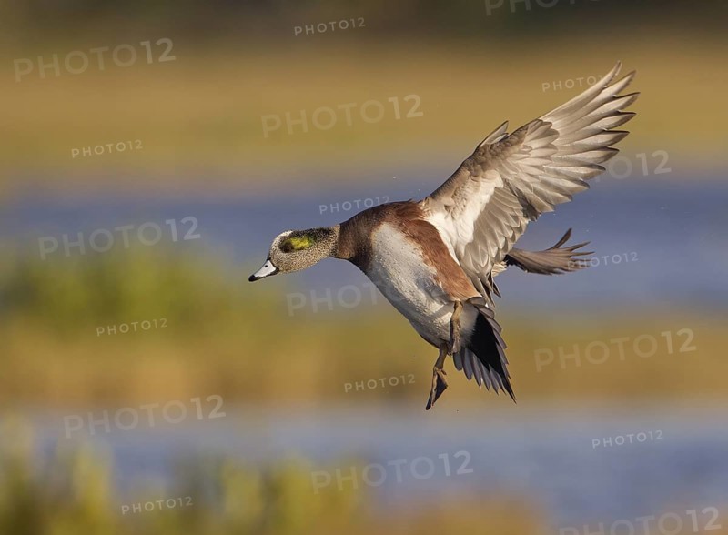 American Wigeon (Mareca americana) male flying, Florida, USA